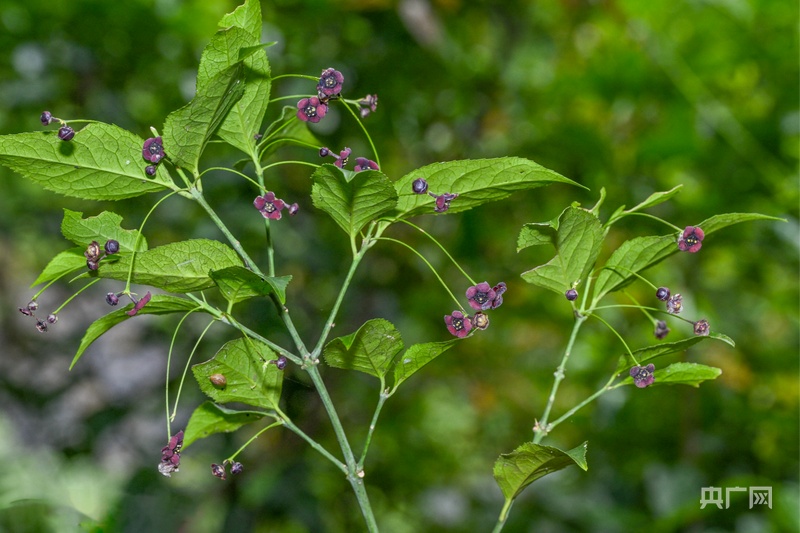 贵州赤水河发现树木新物种“茅台卫矛”